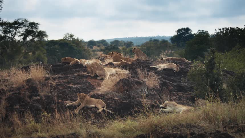 Cloudy day in the jungle with a rock full of lions lying down