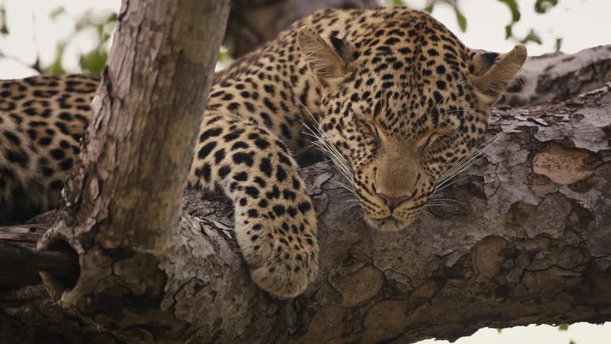 A leopard sleeps in the nook of a tree
