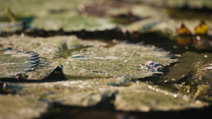 Closeup of lily pads floating on the surface of a calm pond