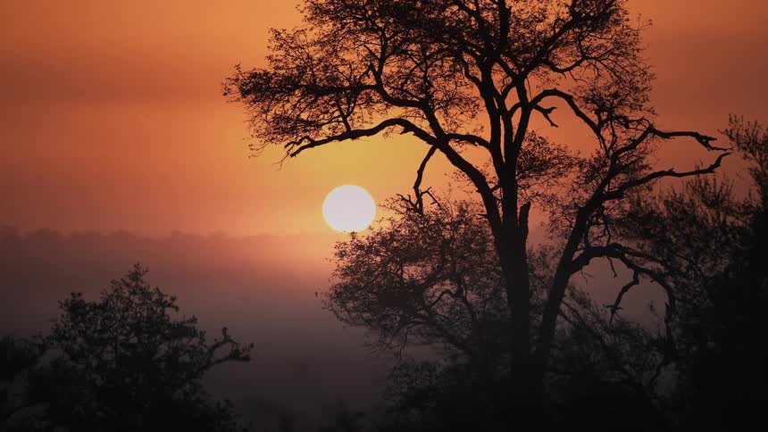 Landscape at sunset on the horizon and the silhouette of trees in a jungle