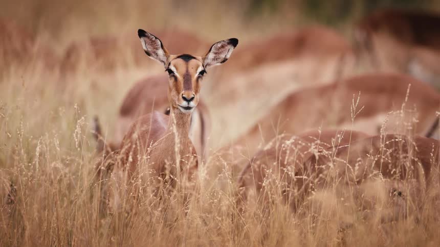 Deer in a jungle with one of them moving its mouth