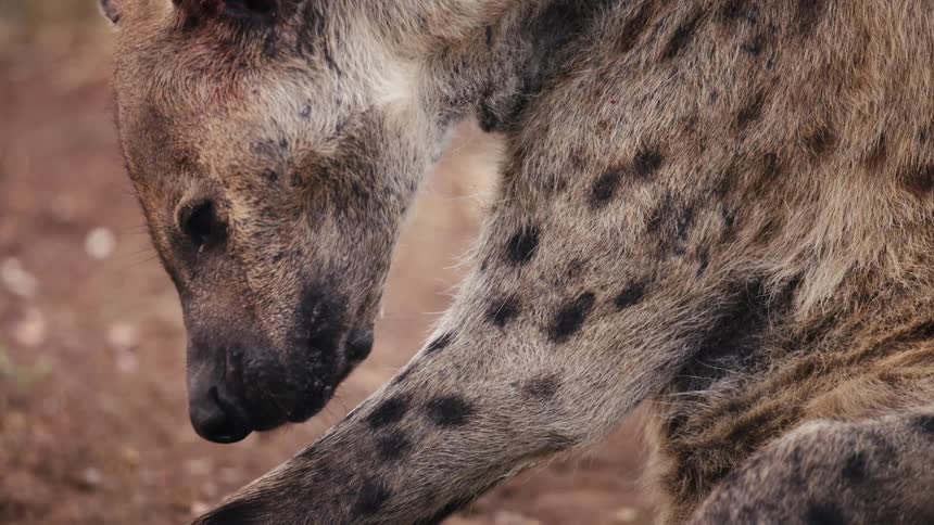 A spotted hyena grooms its fur in slow motion