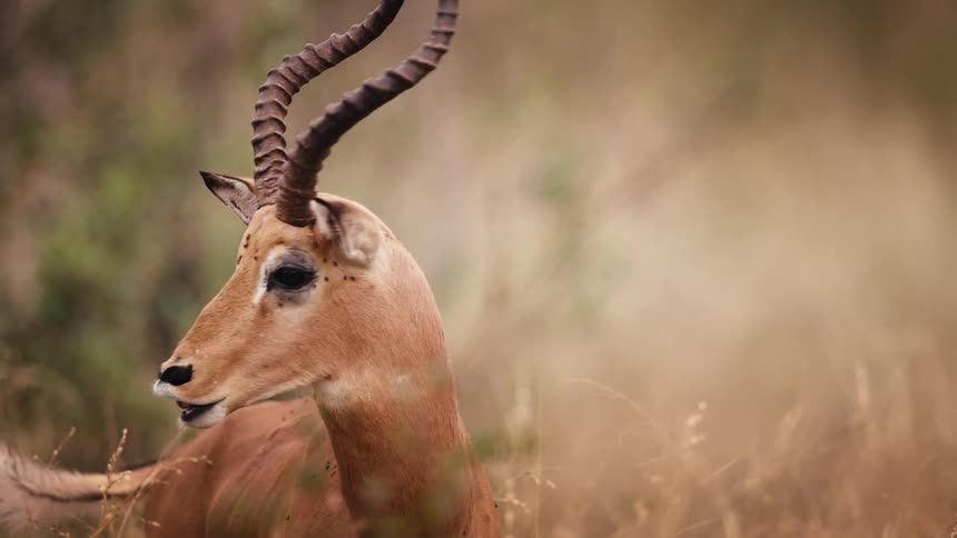 Horned antelope in a savannah
