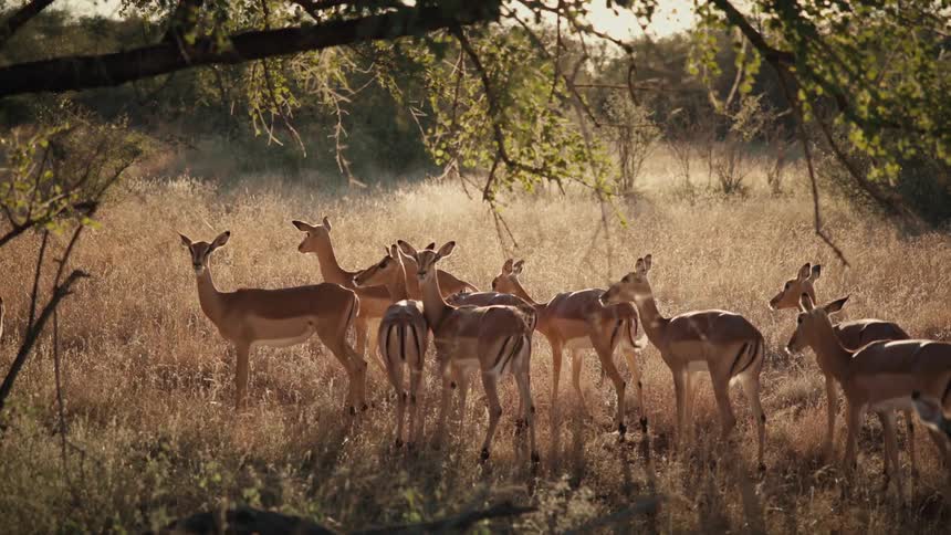 Group of deer in the sage