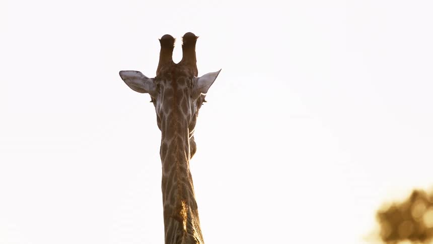 Giraffe turns its head to look at a tree