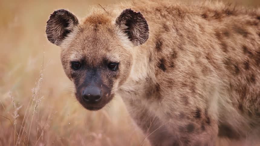 African wild dog staring and then walking through the jungle