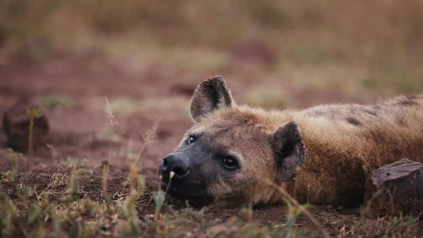 A lone jackal looks around as it rests on the soft dirt beneath it