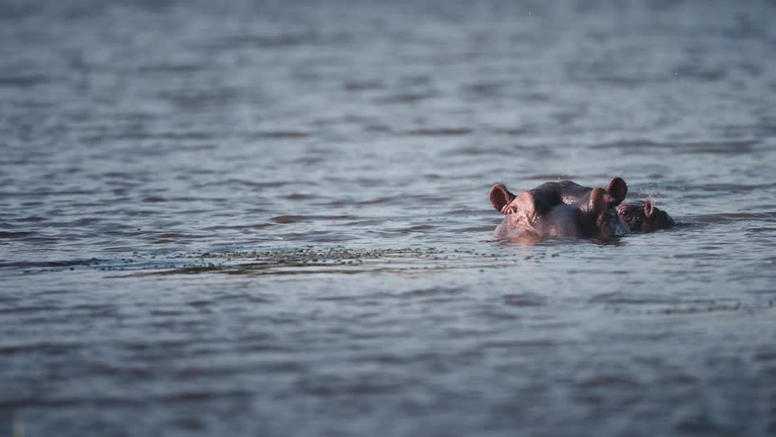 Hippos swim in the water