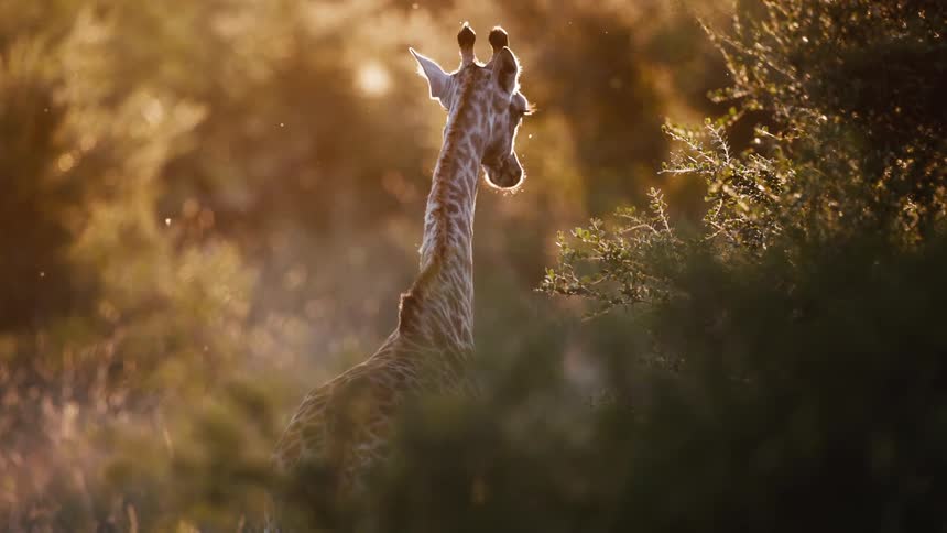Giraffe moving among trees as insects fly in the air