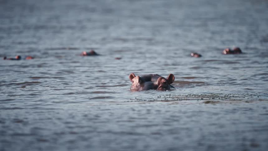 Several hippos partially submerged in water