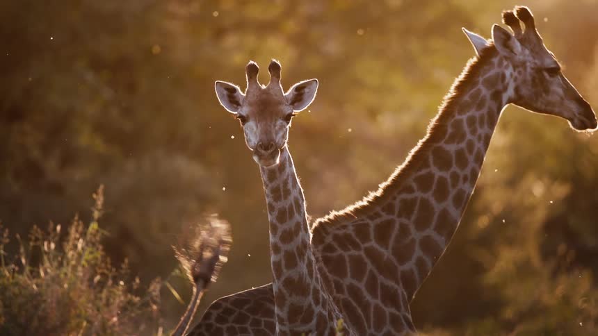 Two giraffes in a jungle on a day with a sky with golden light reflection