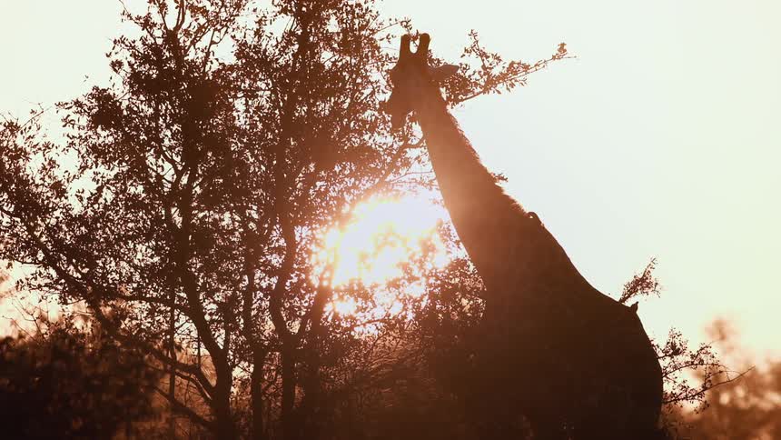 Giraffe eating leaves from a tree and a golden sun in the background