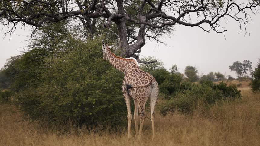 Giraffe moves its tail as it stands near a tree looking around