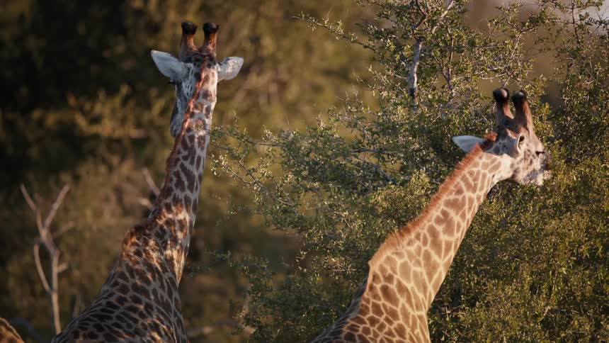 Giraffes walking and others eating tree leaves
