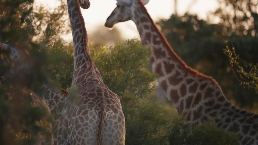 A group of giraffes grazing and interacting in a lush sunlit savanna