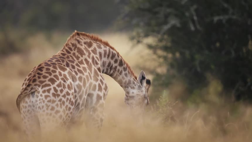 Giraffe feeding on leaves in the jungle
