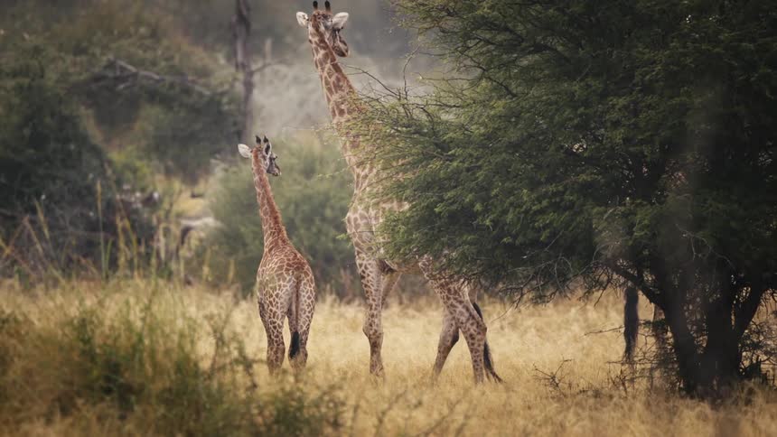 A small giraffe and a larger giraffe approaching it in a savannah with yellow grass and some trees