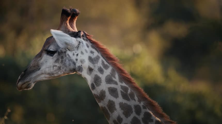 Sunlight shines on the face of a giraffe as it turns its head and walks away