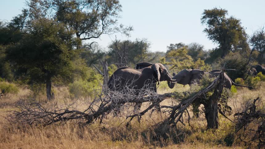Two elephants are wrestling on the savanna