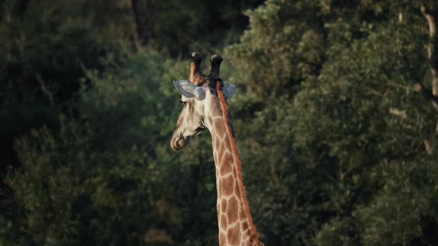 Giraffe walking against a blurred background of green trees