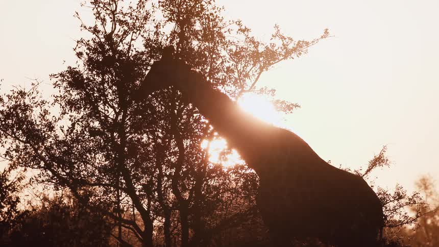 A giraffe is eating leaves on the tree