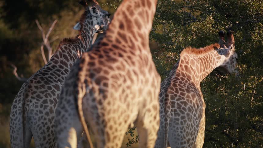 Giraffes feeding on leaves on trees in the jungle