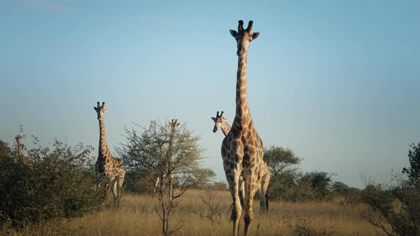 Giraffe walking in a field of dry grass as other giraffes move in the distance and a bird flies