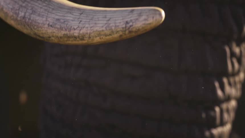 Extreme close up of an elephants white tusk with various dark markings on it