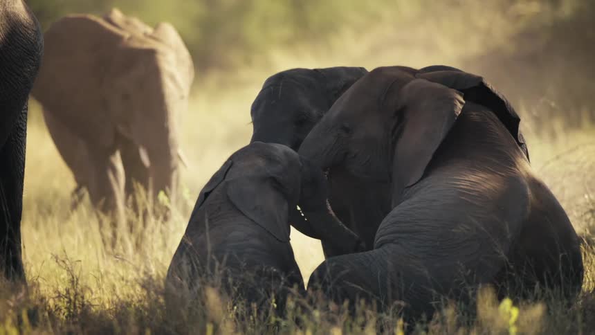 Adult elephants and calves in a loving moment in the jungle