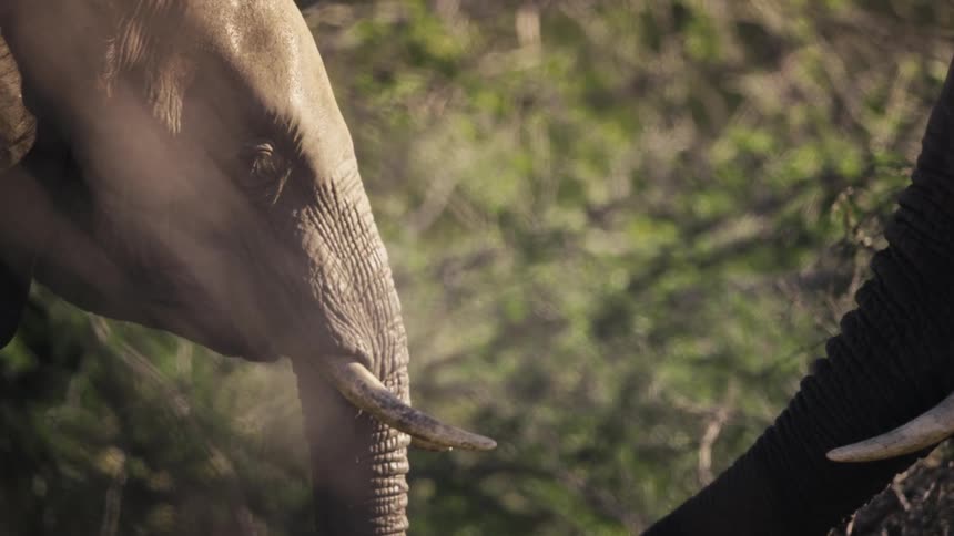 Two elephants in an affectionate gesture in the jungle