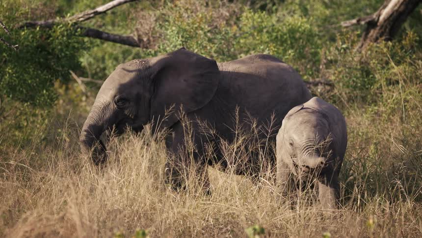 Baby elephants play in the tall grass