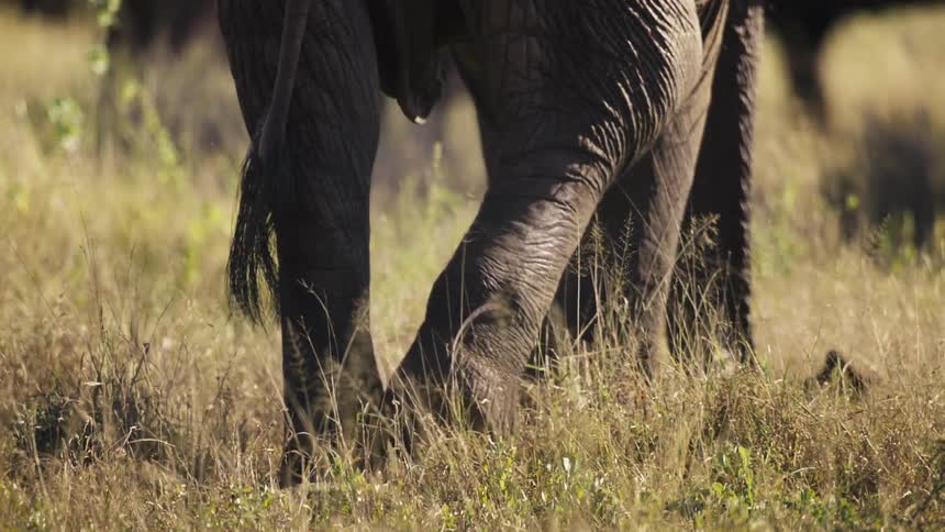 Elephants feet moving through a field as its trunk moves over dry grass