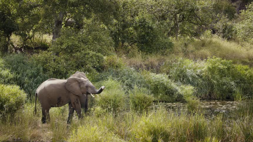 An elephant lifting its tumble upwards in a grassy environment near a puddle