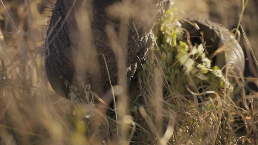 Trunk of an elephant eating plants in the jungle