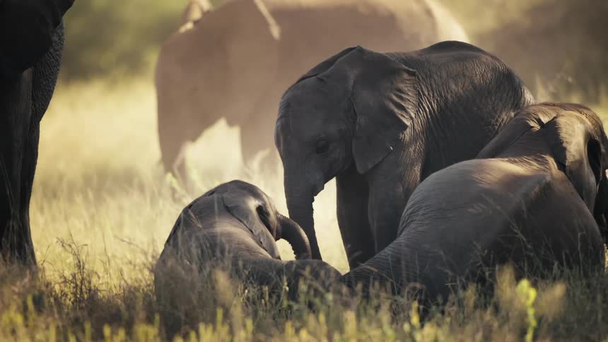 A group of elephants relax together