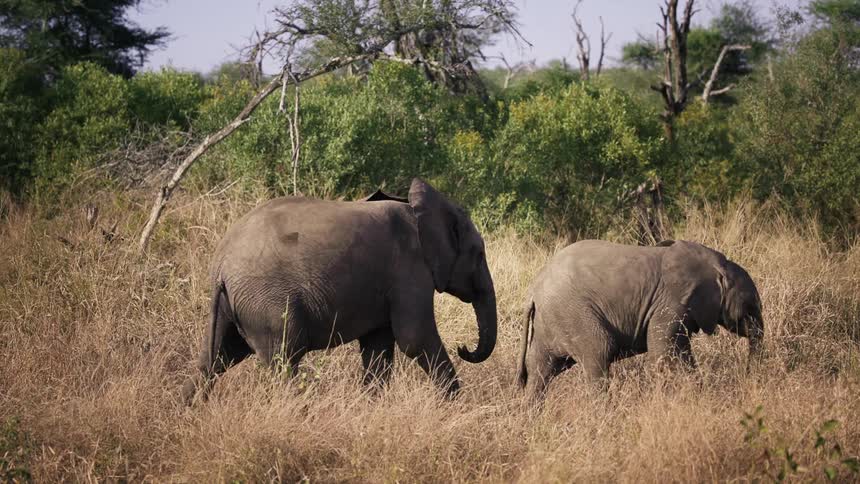 A larger elephant nudges baby with her trunk to get him moving through the grass
