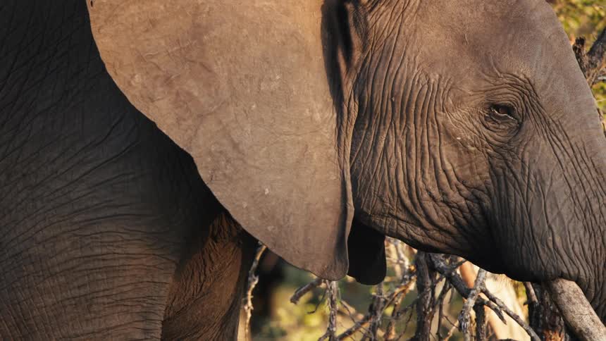 Closeup of a large elephant eating plant stems