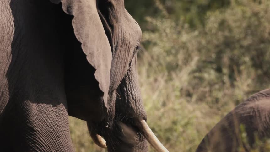 Adult elephant and calf in the wild