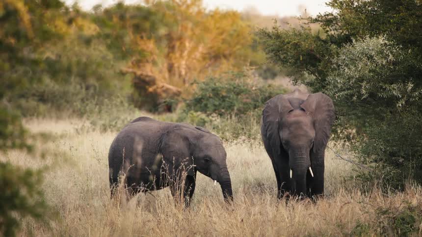 Elephants walk together and graze grass