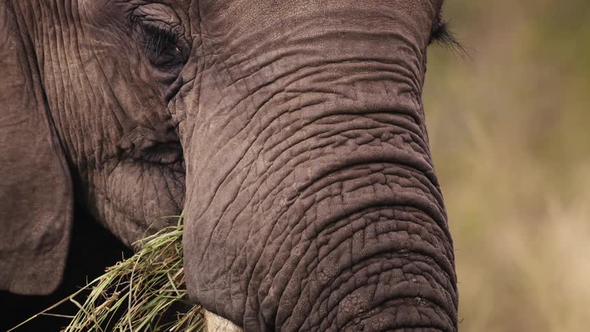 An adult elephant is eating a bunch of grass