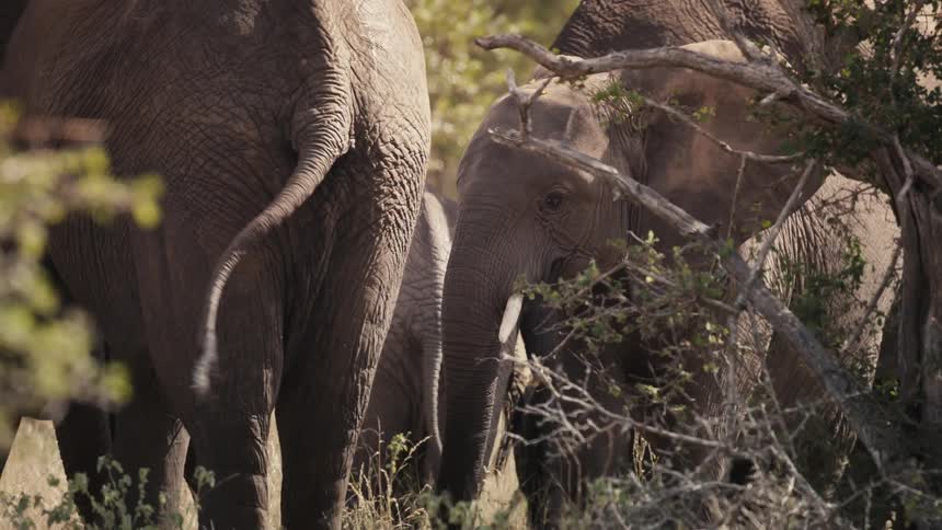 Elephants in a dry wooded savannah habitat