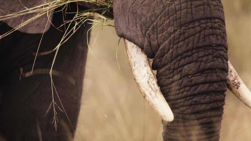 An elephant using its trunk to pick up grass and eat