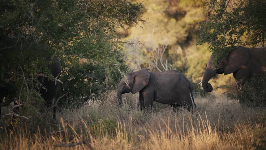 Elephants of different sizes walking in the jungle