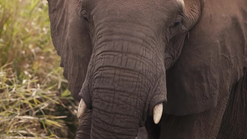 African elephant herd wades in river water near the grass covered riverbank