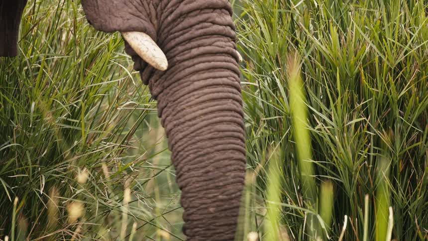 A elephant is eating huge amounts of grass