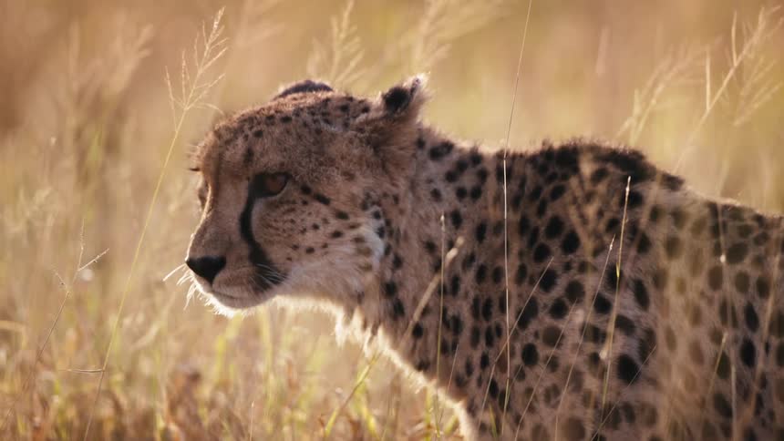 Cheetah standing alert in the tall golden savanna grass