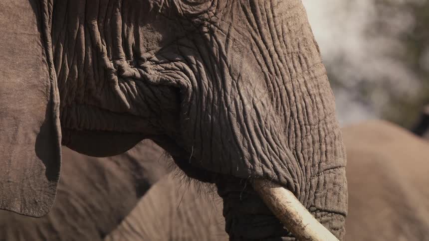 Face of an elephant with ivory horn