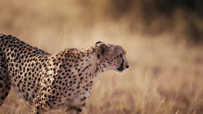 Jaguar walking on dry grass in the jungle