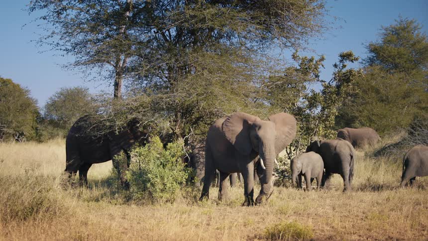 Adult and calf elephants eating and walking through the jungle