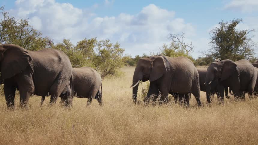 Adult elephants and calves walking in a group on dry grass in the jungle